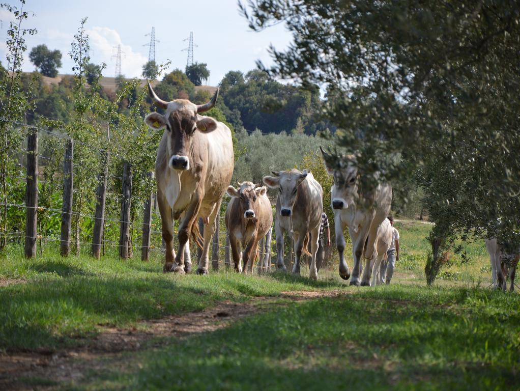 Fattoria Lucciano Villa Borghetto  Exterior foto